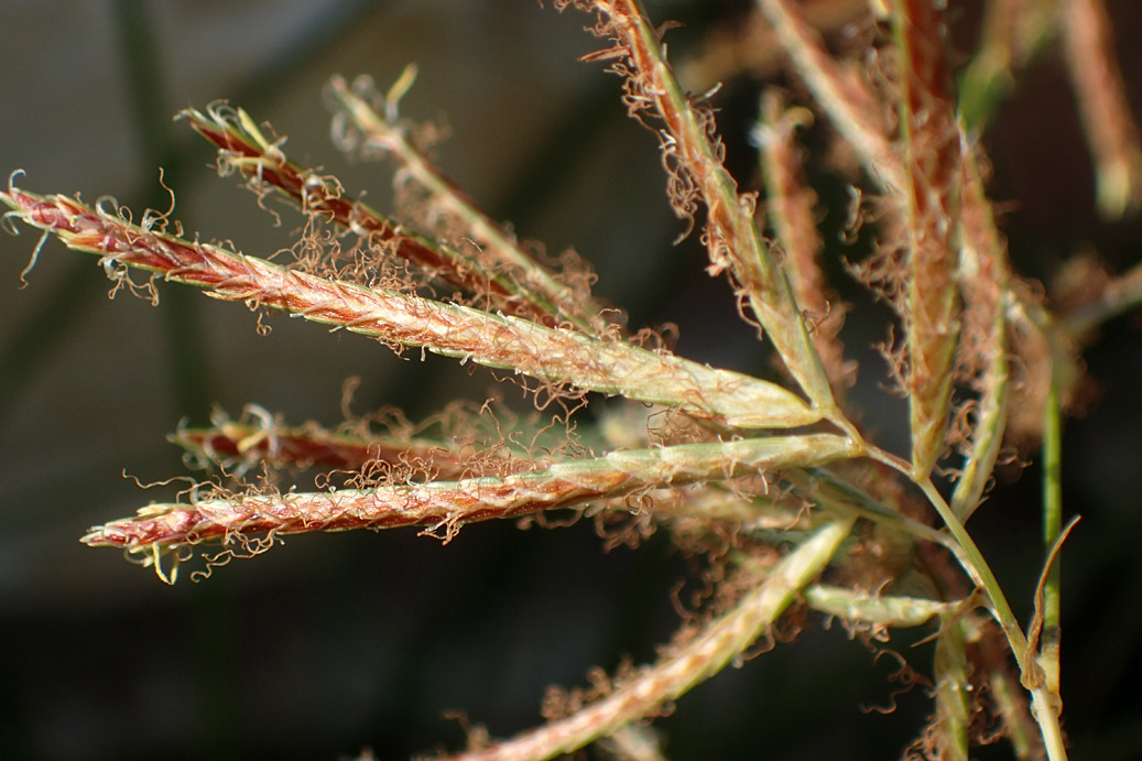 Изображение особи Cyperus rotundus.