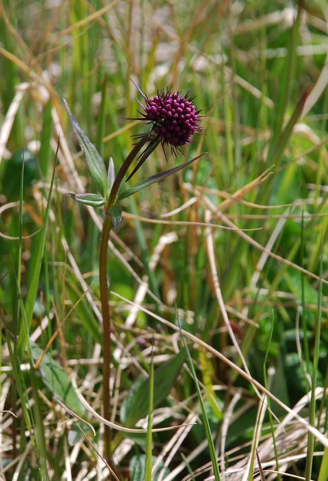 Image of Valeriana capitata specimen.