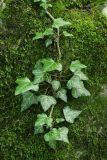 Hedera helix