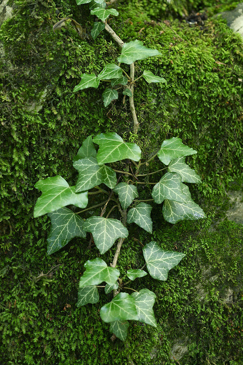 Image of Hedera helix specimen.