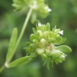 Valerianella locusta. Соплодие. Краснодарский край, Кущёвский р-н, станица Шкуринская, многолетняя залежь. 16.05.2010.