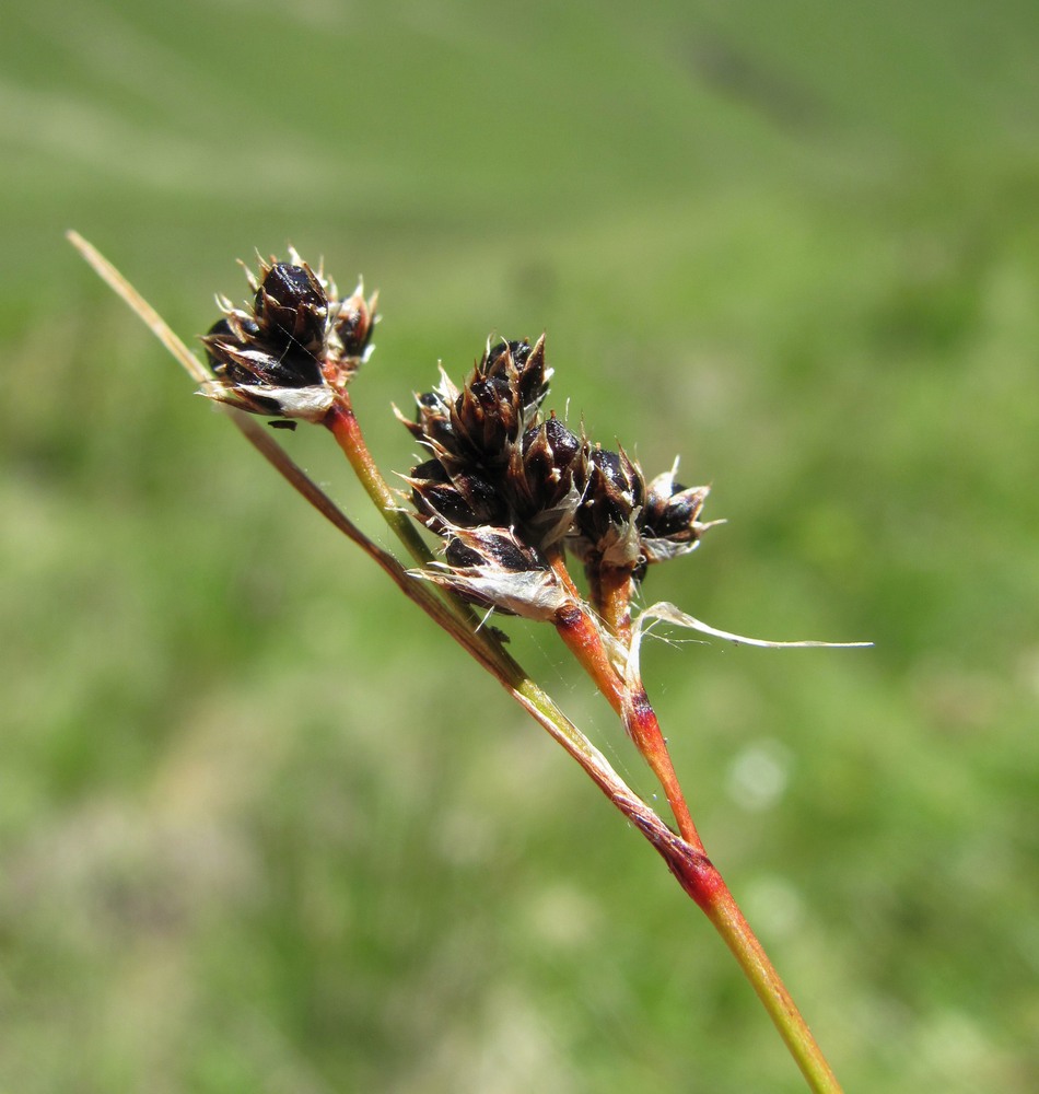 Image of Luzula multiflora specimen.