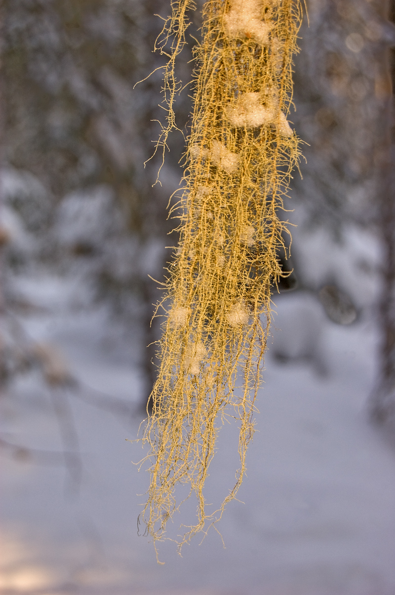 Image of Usnea dasopoga specimen.