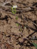 Arenaria uralensis. Цветущее растение. Украина, г. Запорожье, балка Партизанская, степь. 01.05.2018.