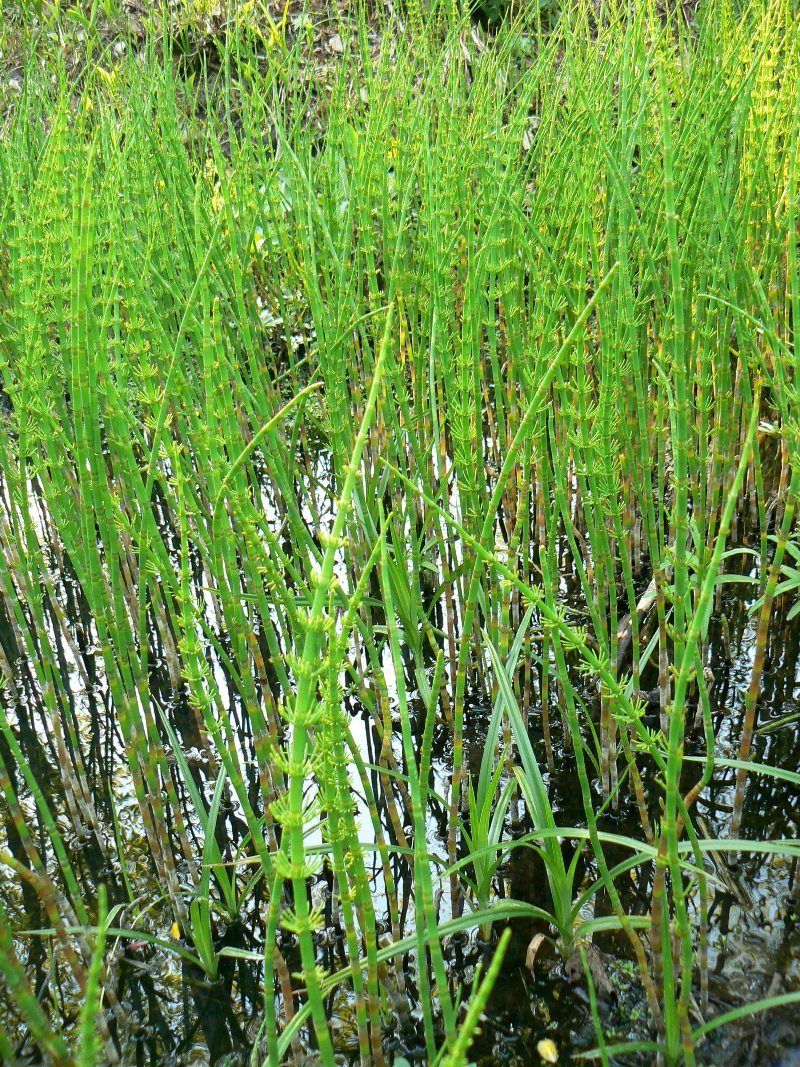 Изображение особи Equisetum fluviatile.