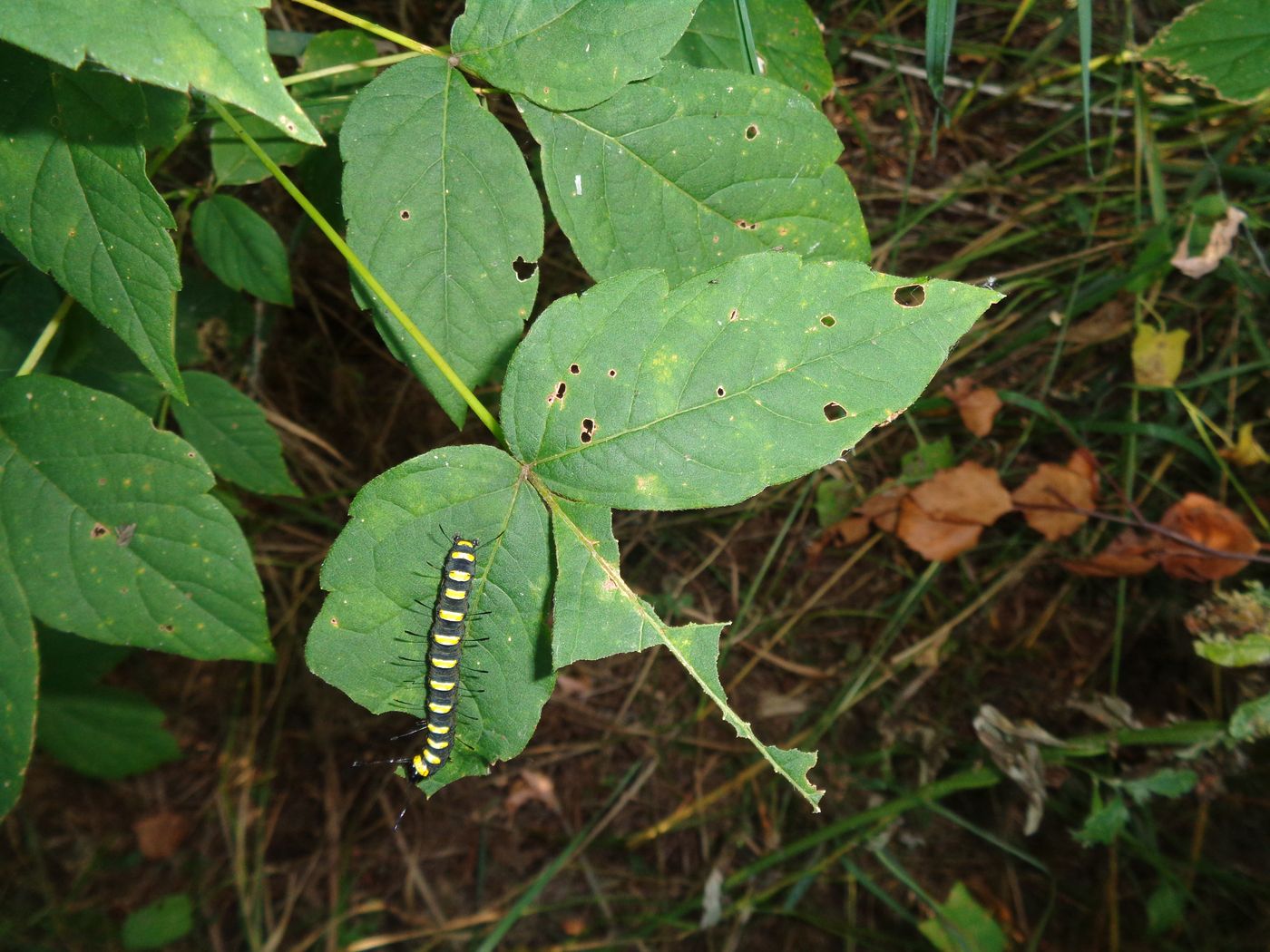 Image of Acer negundo specimen.