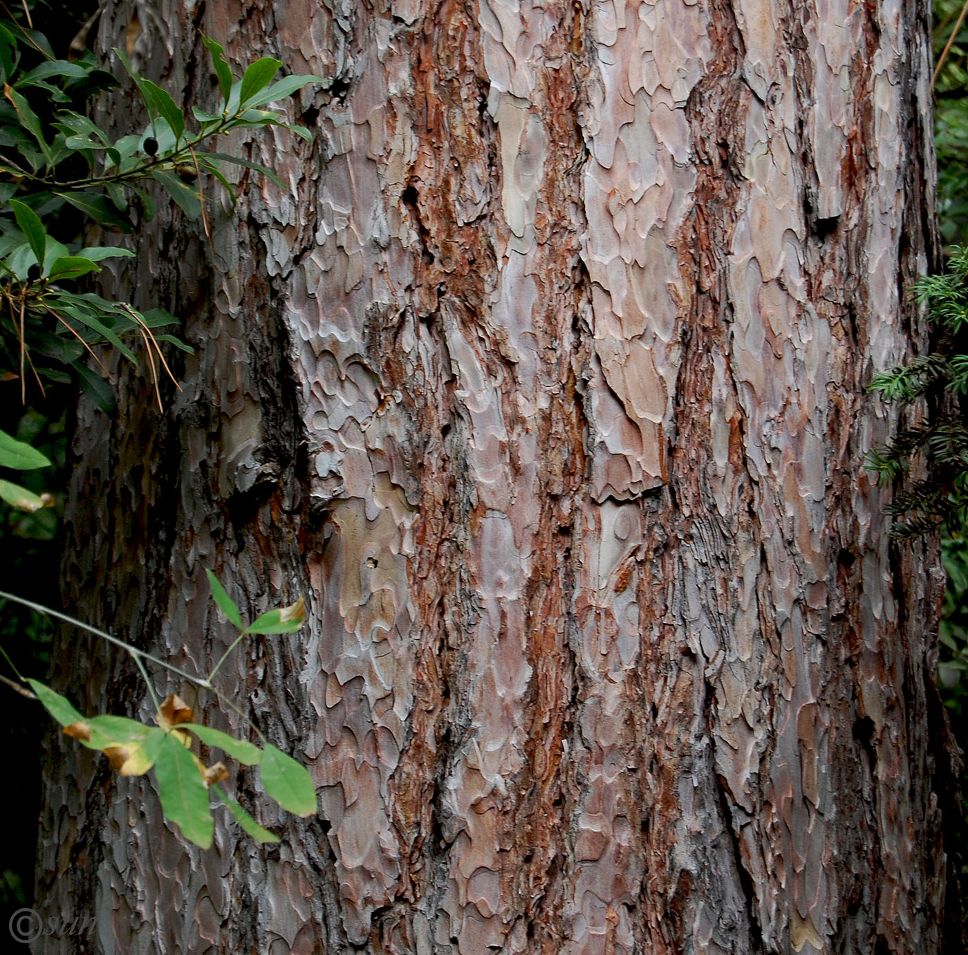 Image of Pinus pallasiana specimen.