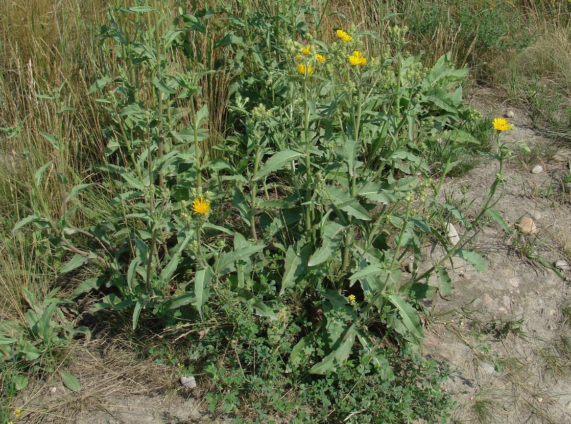 Image of Picris hieracioides specimen.