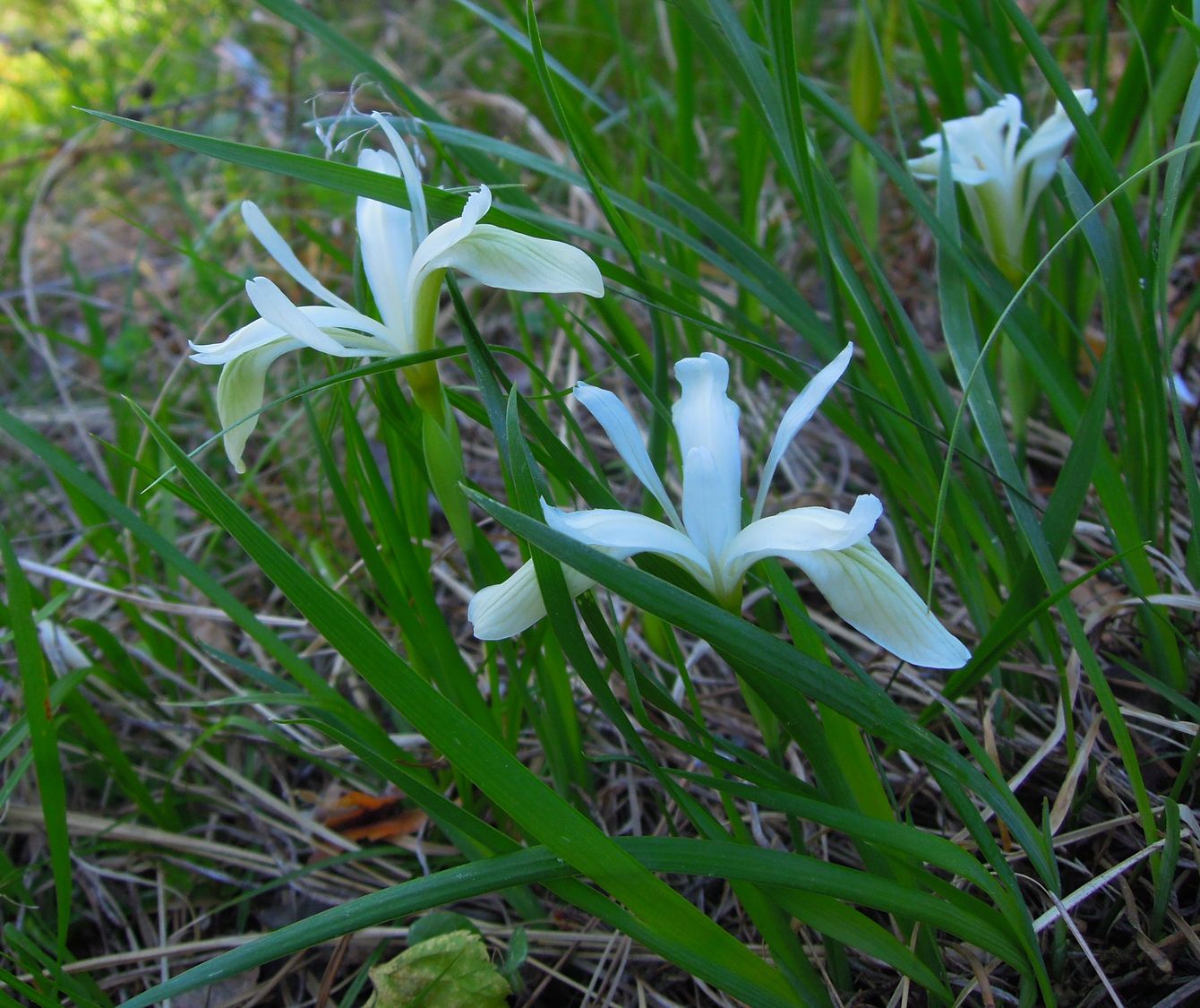 Изображение особи Iris ruthenica.