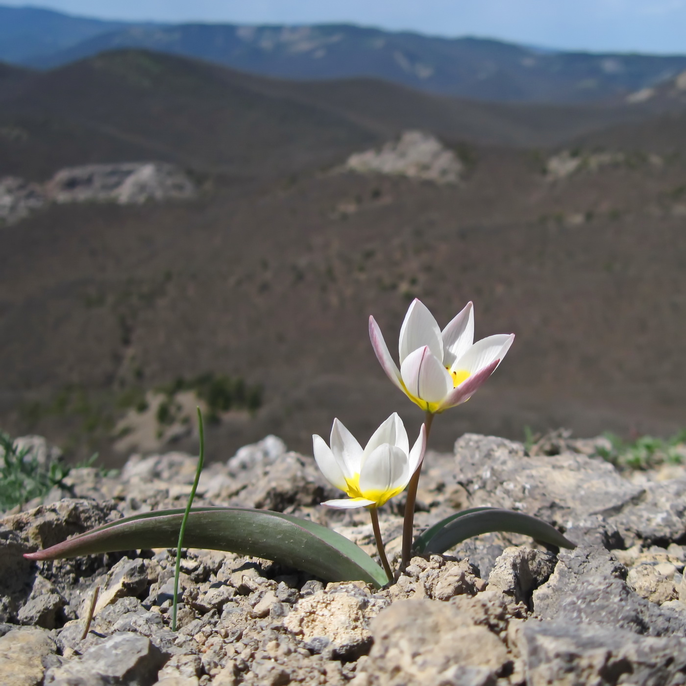 Image of Tulipa biflora specimen.