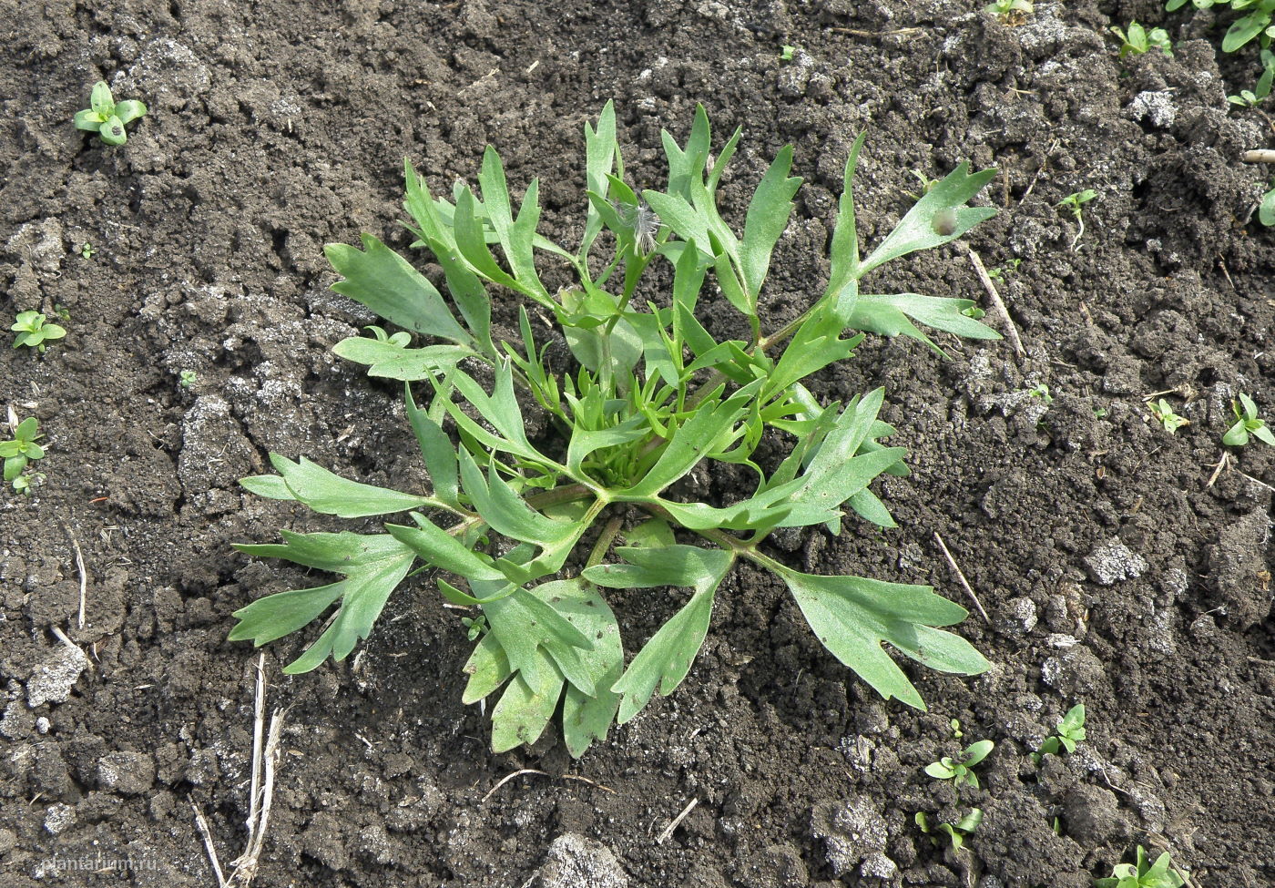 Image of Ranunculus arvensis var. tuberculatus specimen.