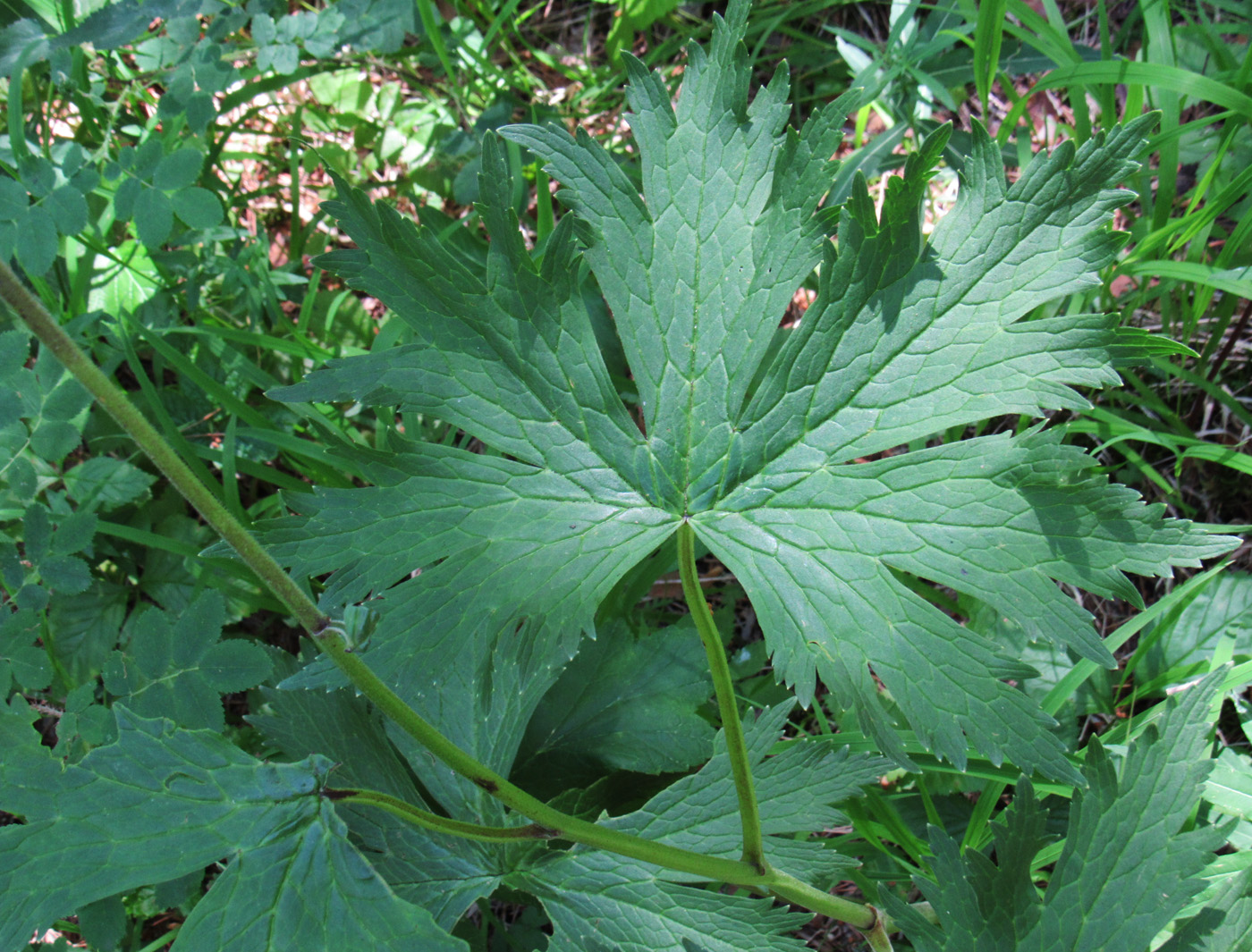 Image of Aconitum septentrionale specimen.