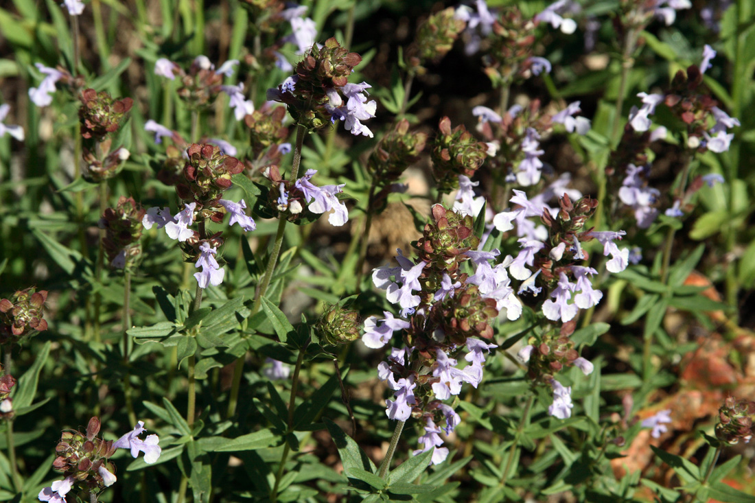 Image of Dracocephalum integrifolium specimen.