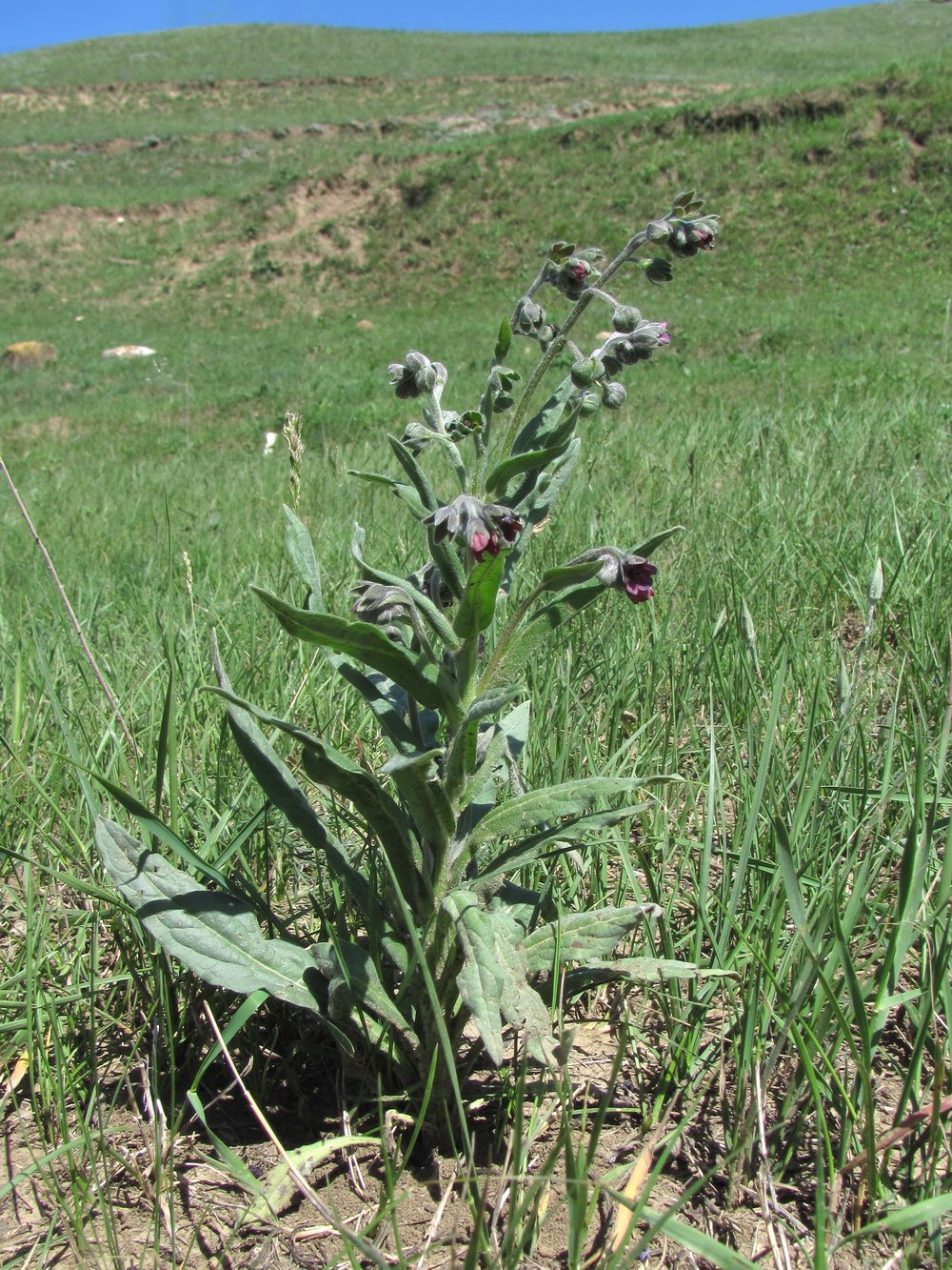 Изображение особи Cynoglossum officinale.