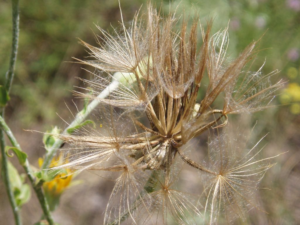 Image of Tragopogon ucrainicus specimen.