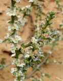 Salsola tragus. Часть побегов с плодами. Астраханская обл., восточная окраина с. Досанг, пески около кладбища. 23.09.2019.