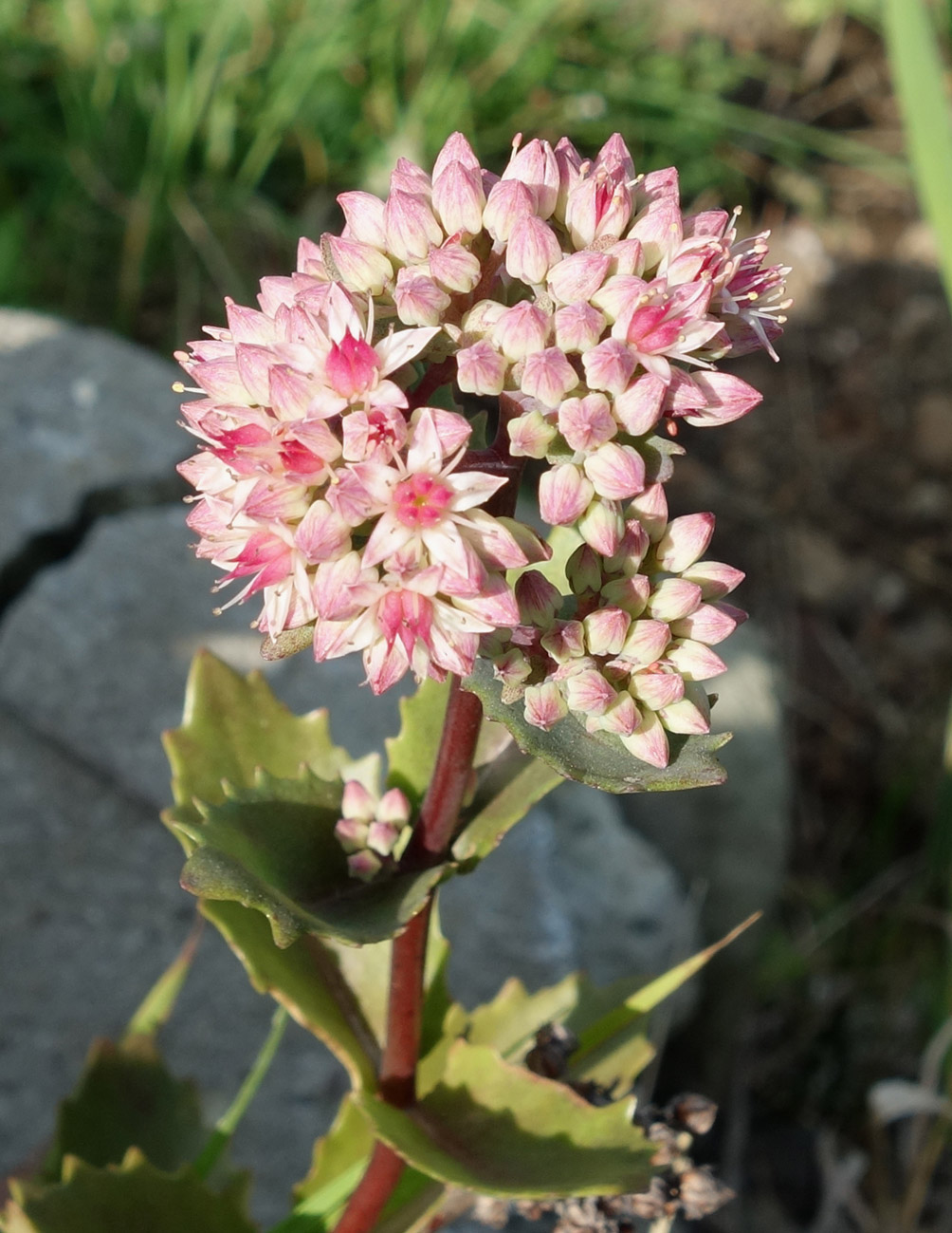 Изображение особи Hylotelephium erythrostictum.