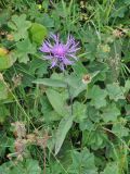 Centaurea salicifolia. Цветущее растение. Грузия, Душетский муниципалитет, правый берег р. Вулелаури в среднем течении, ≈ 2150 м н.у.м., субальпийский луг. 02.08.2018.