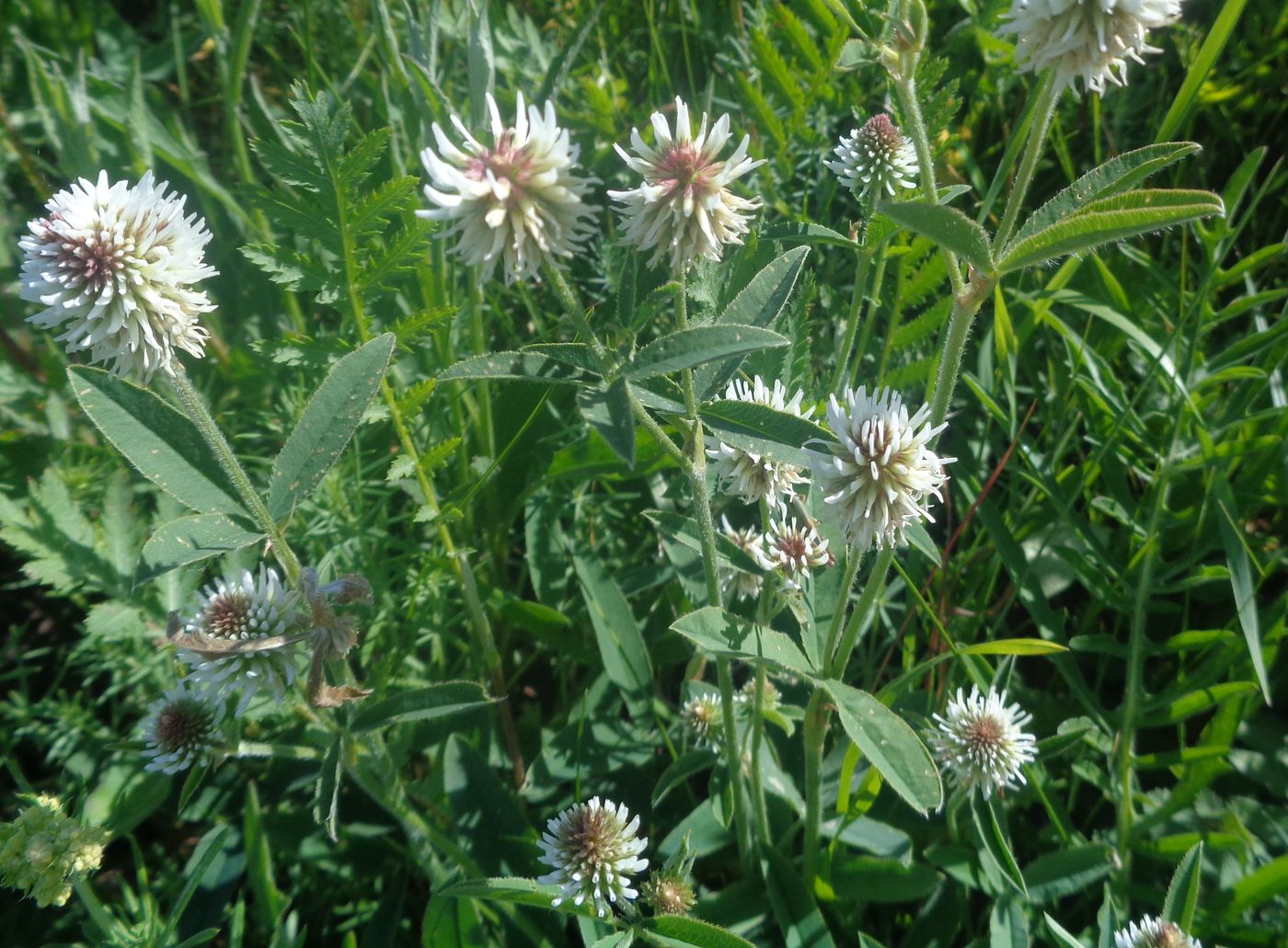 Изображение особи Trifolium montanum.