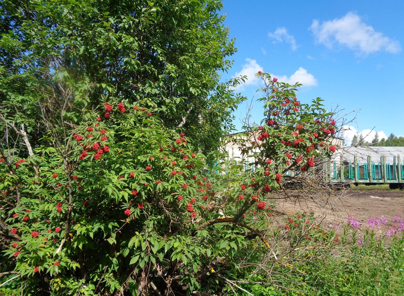 Изображение особи Sambucus racemosa.