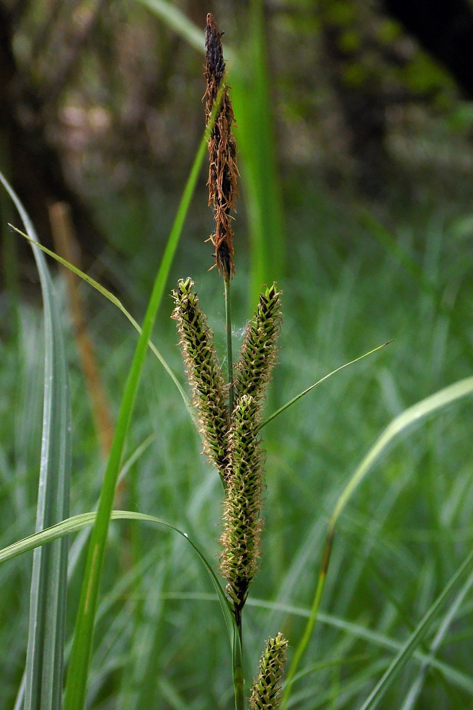 Image of Carex acutiformis specimen.