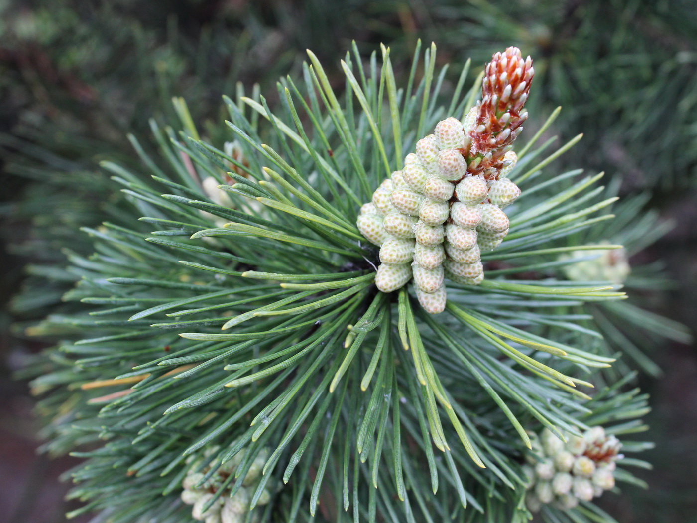 Изображение особи Pinus mugo.