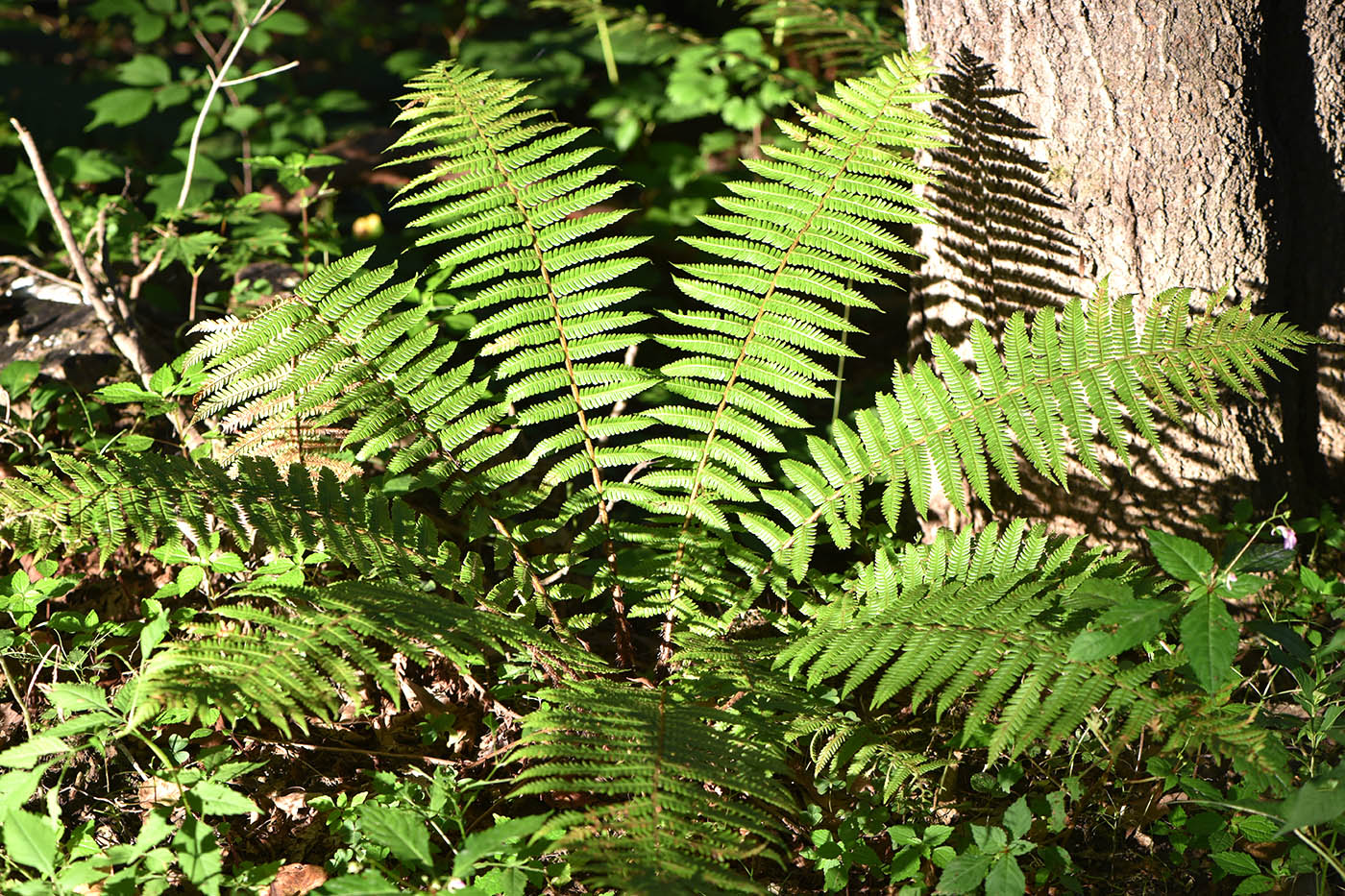 Image of Dryopteris crassirhizoma specimen.