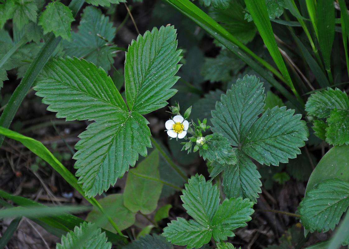 Изображение особи Fragaria vesca.