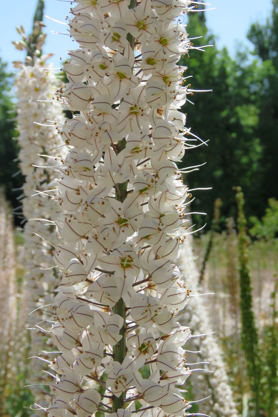 Image of Eremurus tianschanicus specimen.