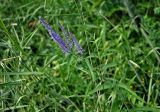 Veronica longifolia. Верхушка цветущего растения. Московская обл., окр. г. Железнодорожный, долина р. Чёрная, луг. 26.06.2020.