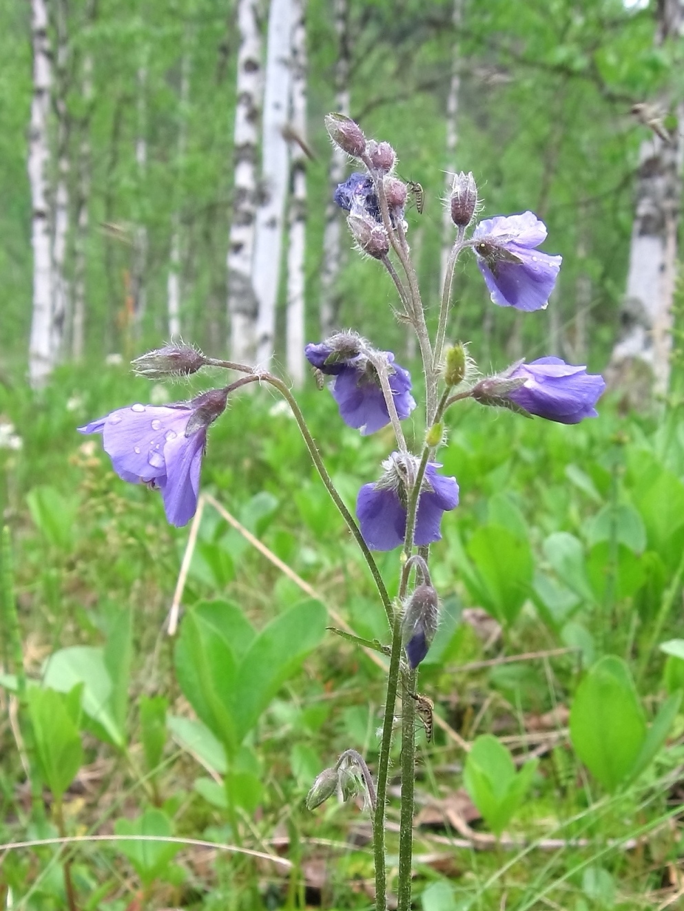 Image of Polemonium campanulatum specimen.