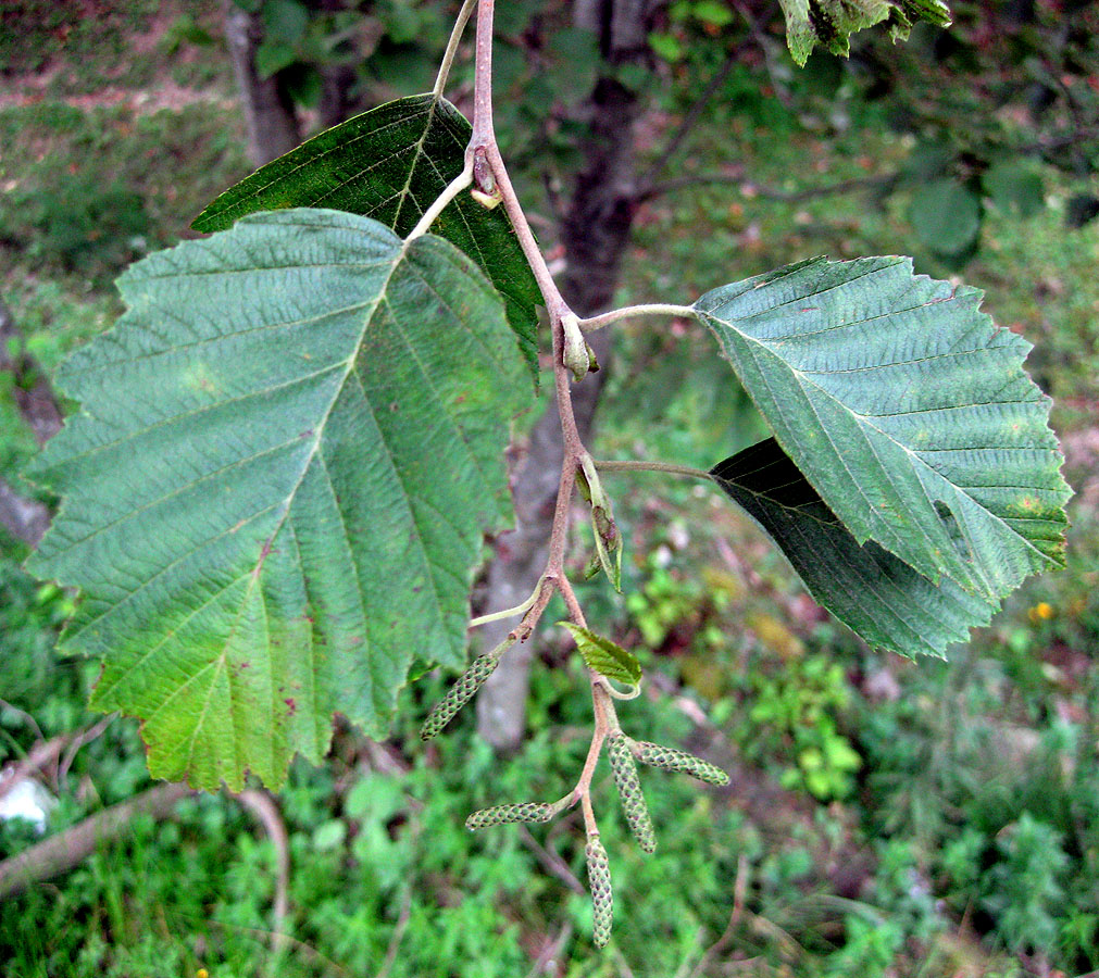 Image of Alnus incana specimen.