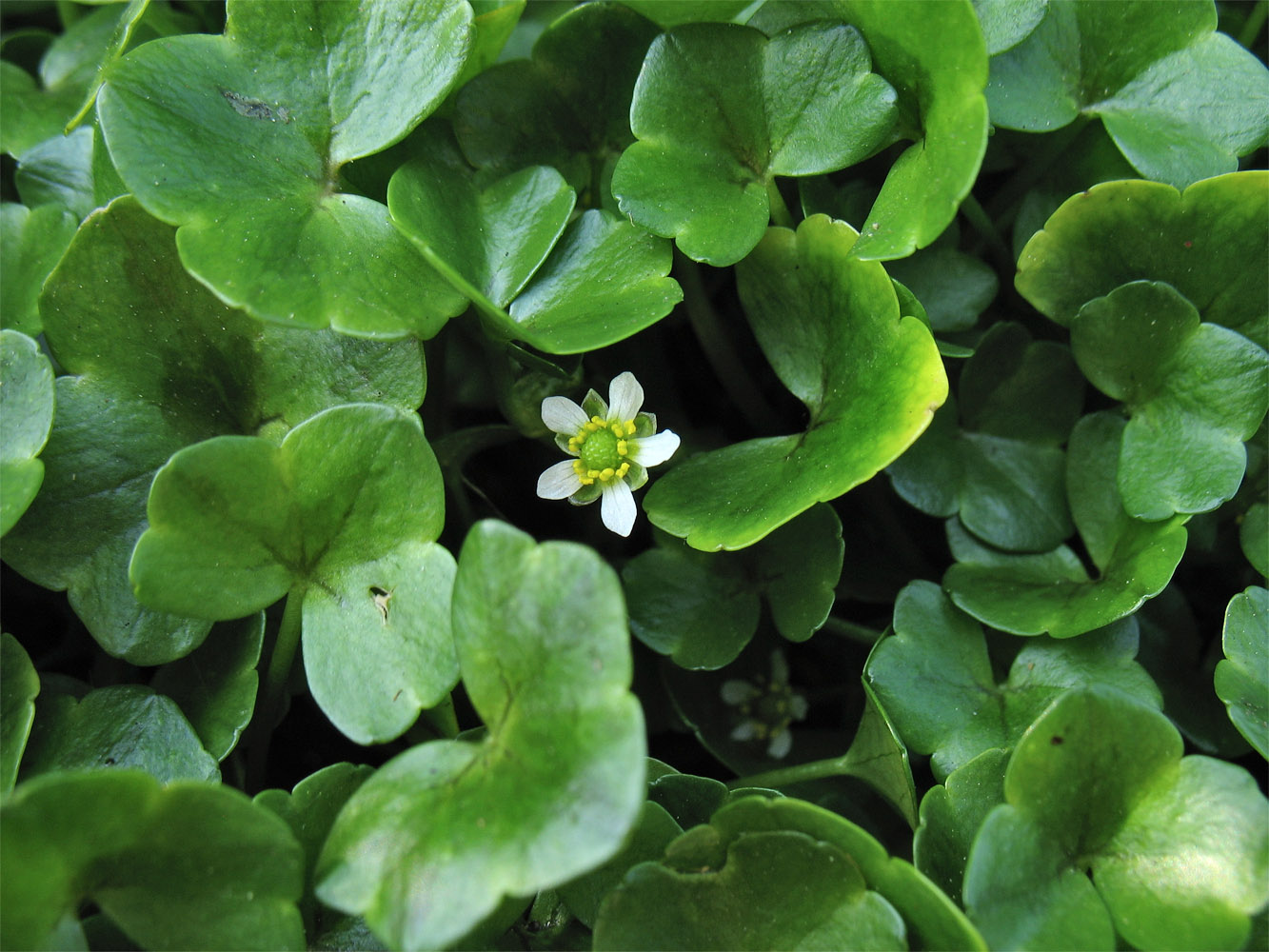 Изображение особи Ranunculus hederaceus.