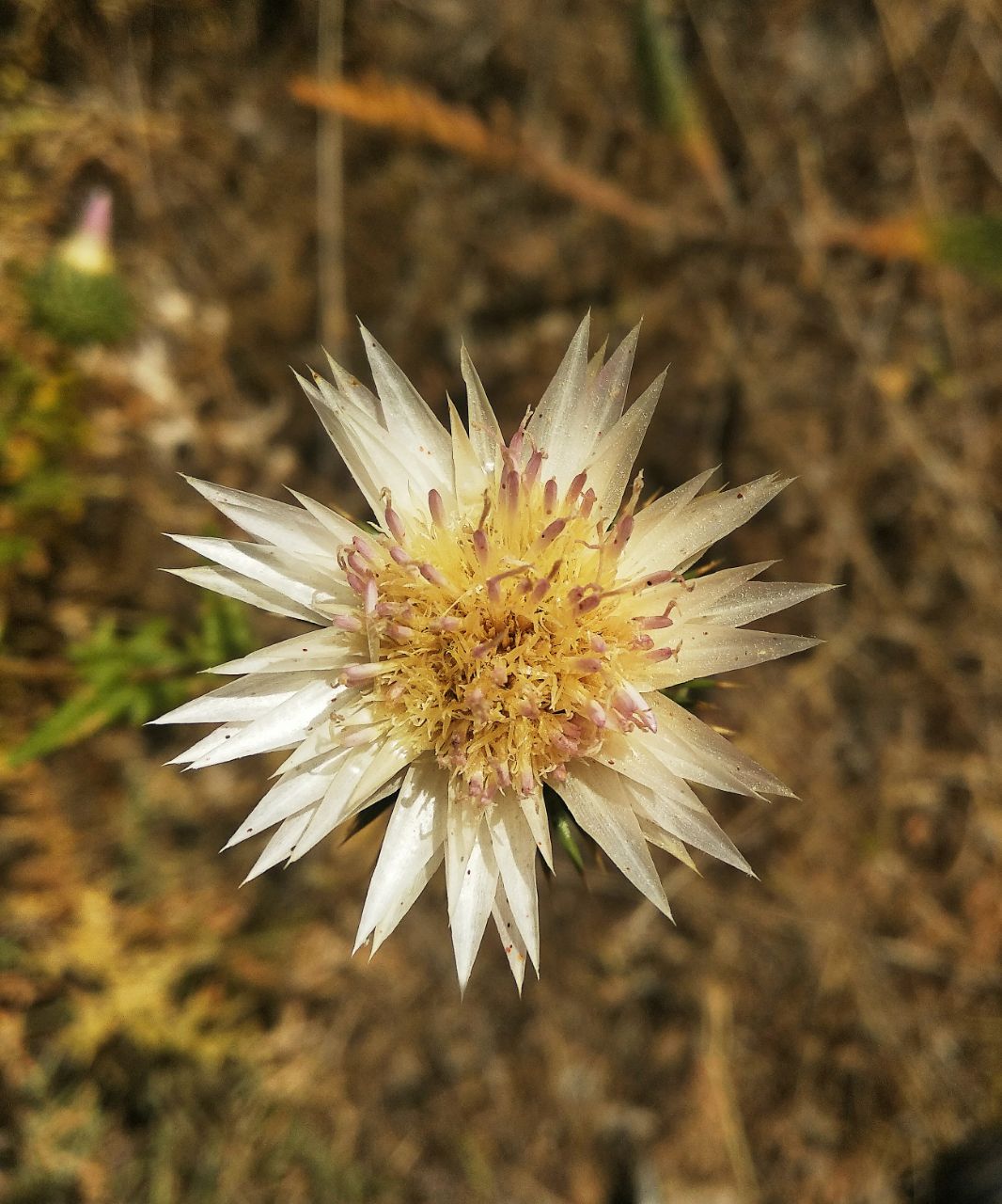 Image of Cousinia coronata specimen.