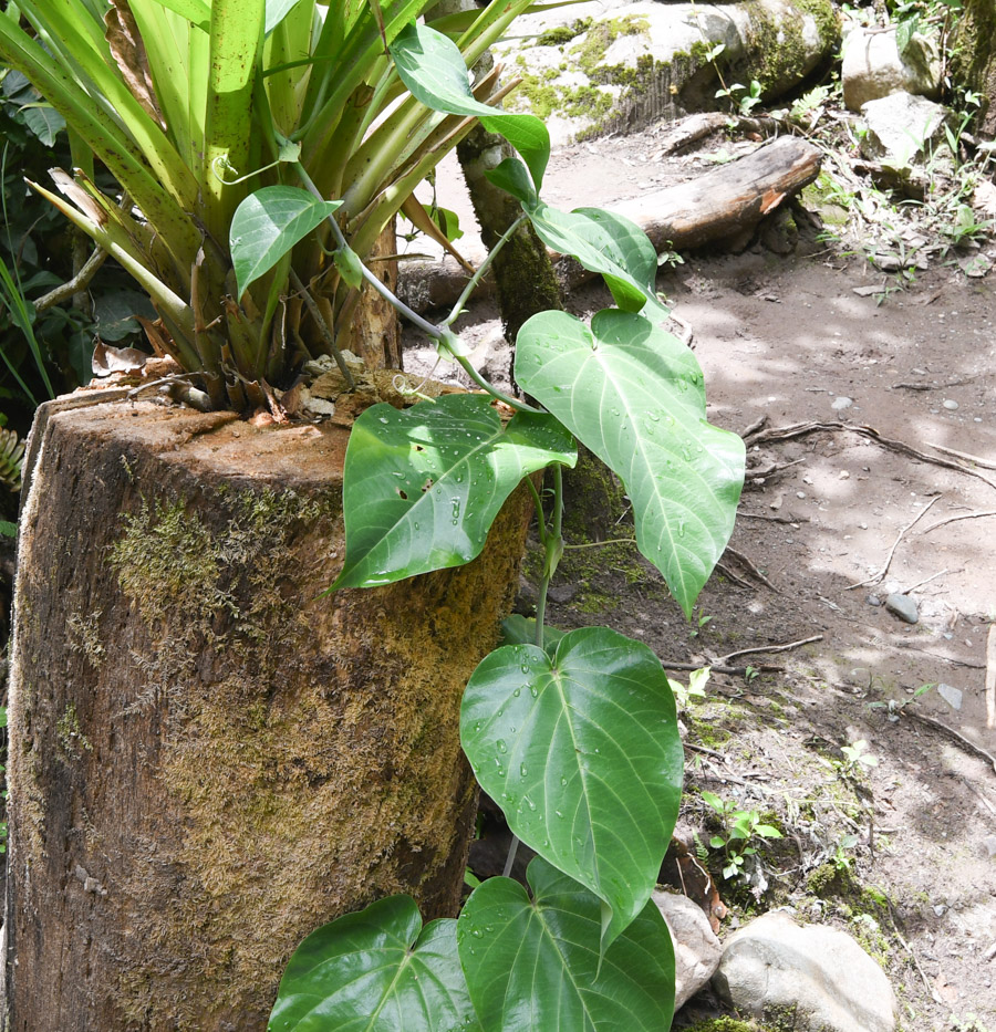 Image of Passiflora ligularis specimen.