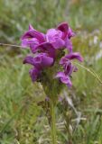 Pedicularis pyrenaica. Соцветие. Испания, автономное сообщество Каталония, провинция Жирона, комарка Рипольес, муниципалитет Сеткасес, курорт \"Вальтер 2000\", ≈2200 м н.у.м., склон горной долины. 24.06.2021.