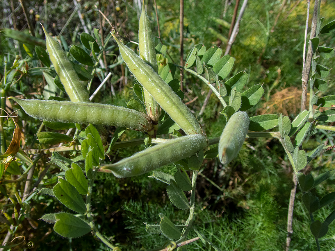 Изображение особи род Vicia.