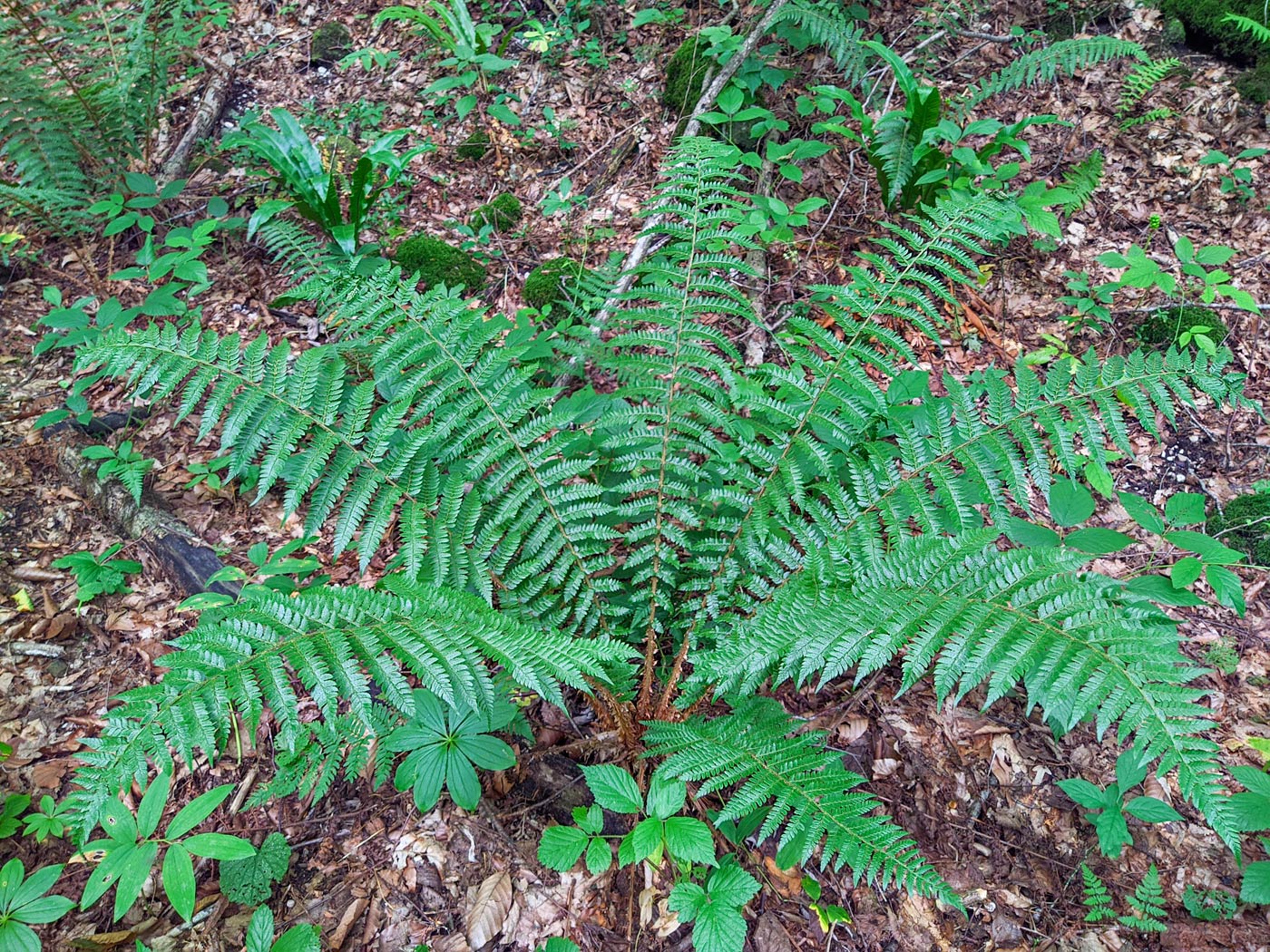 Изображение особи Polystichum braunii.