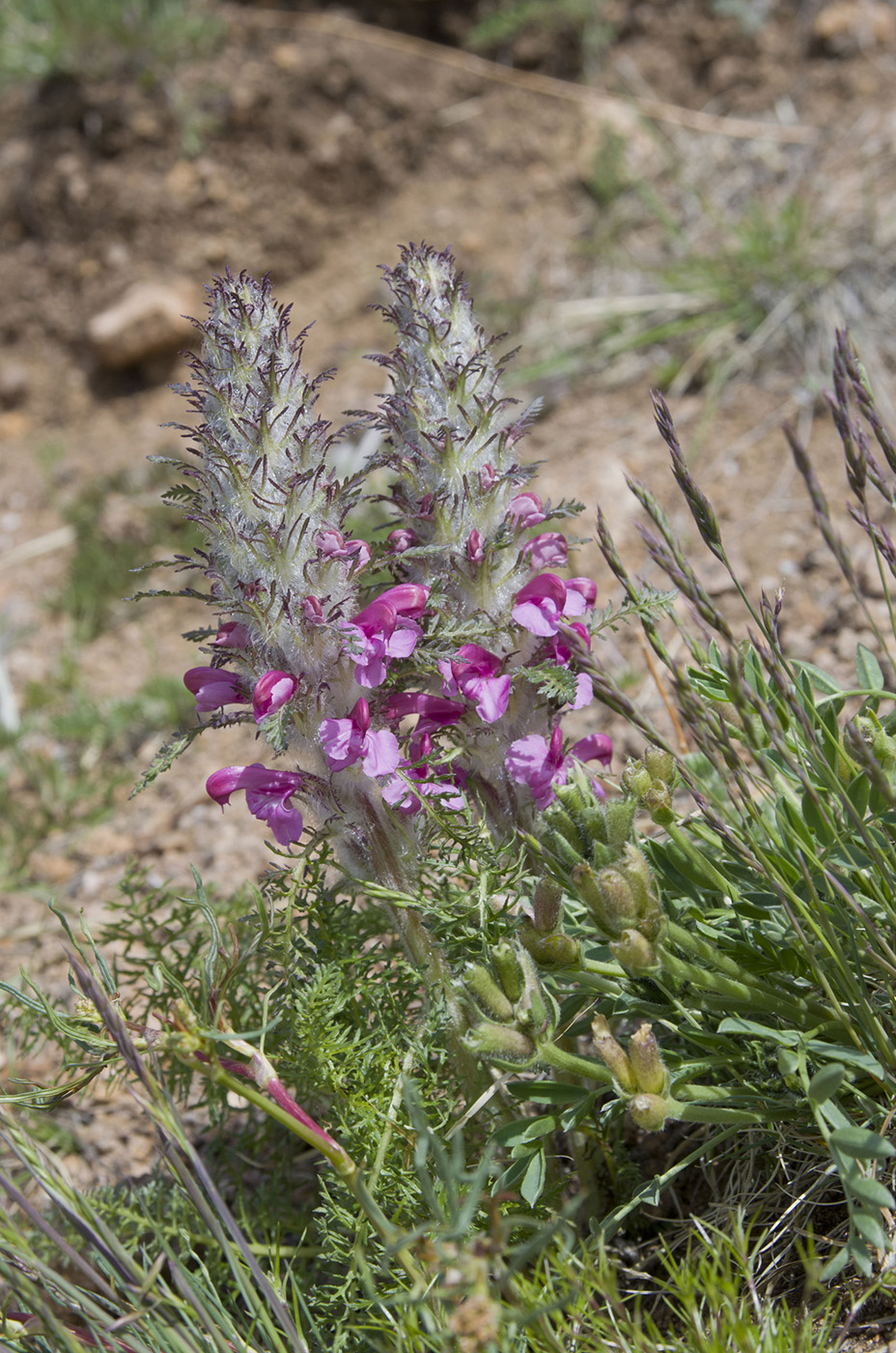 Изображение особи Pedicularis rubens.