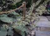 Heuchera sanguinea