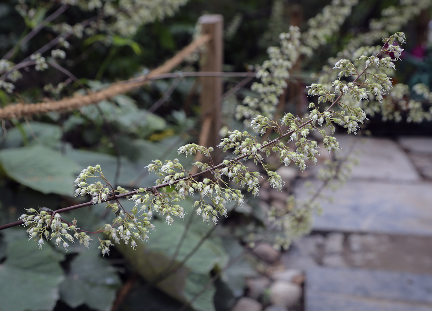 Image of Heuchera sanguinea specimen.