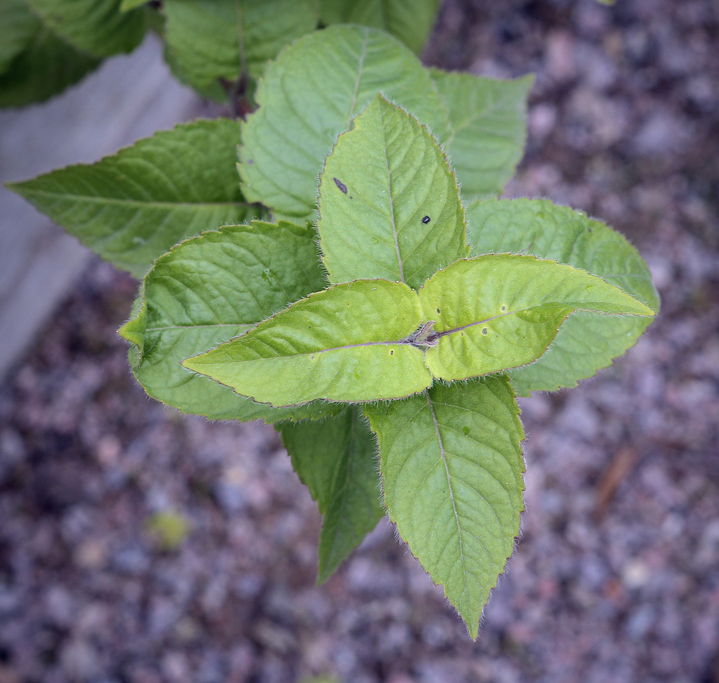 Изображение особи Monarda fistulosa.