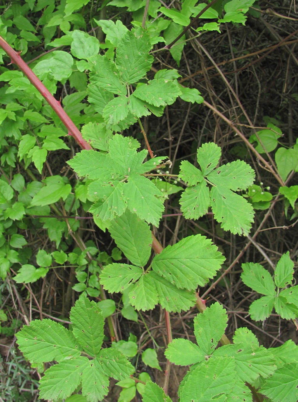 Изображение особи Rubus sanctus.