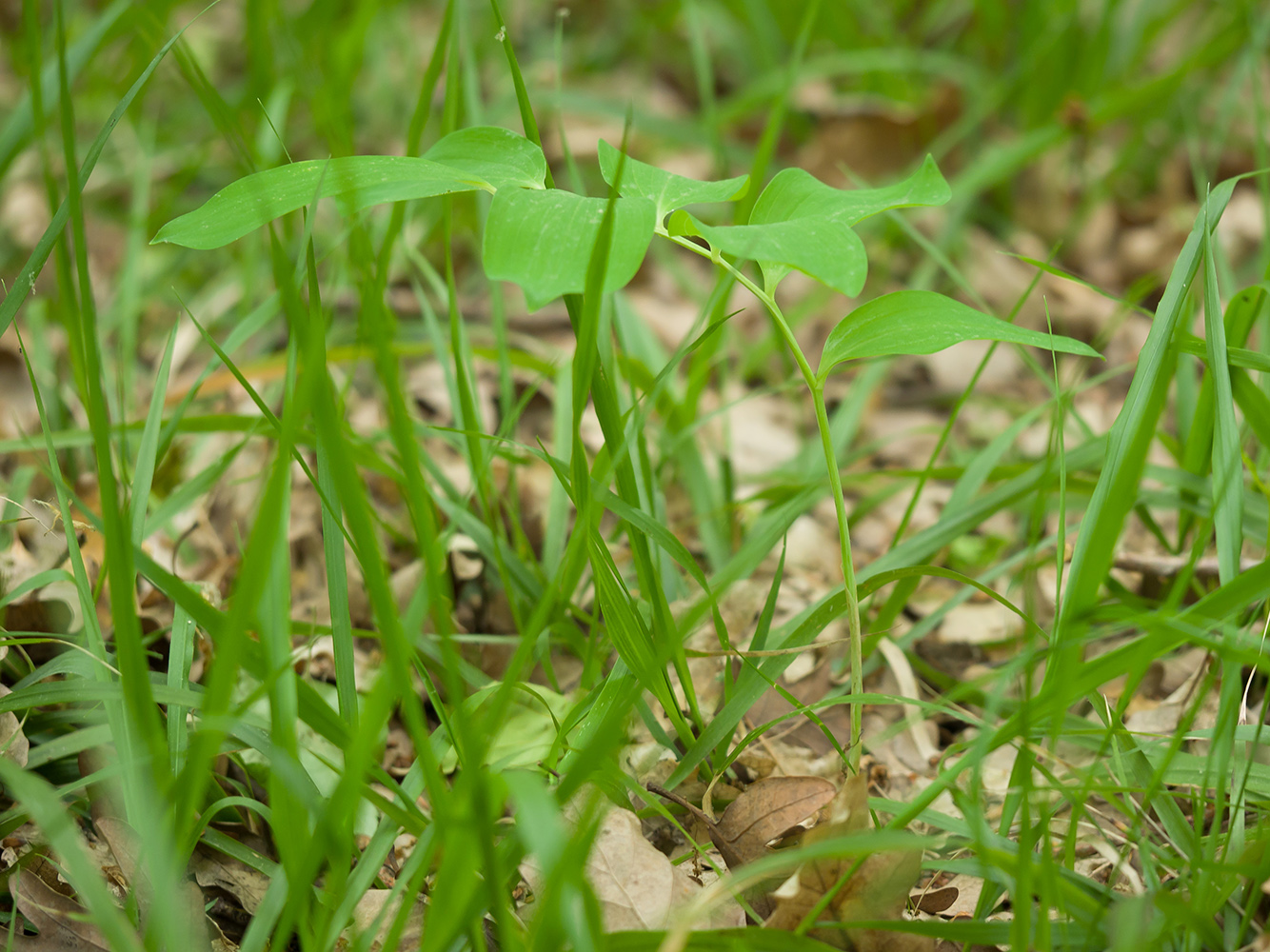 Изображение особи Polygonatum glaberrimum.