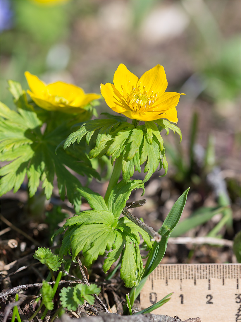 Изображение особи Trollius ranunculinus.