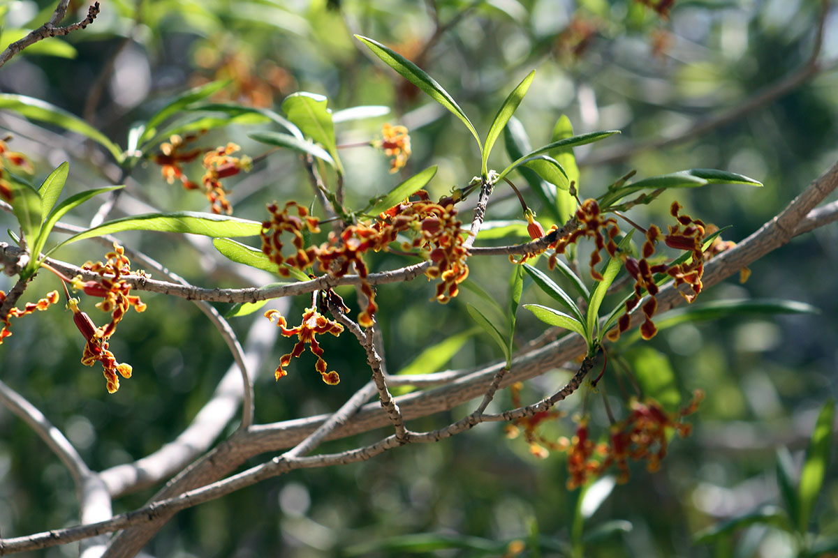 Изображение особи Strophanthus boivinii.