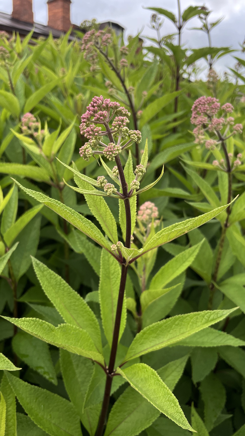 Image of Eupatorium maculatum specimen.