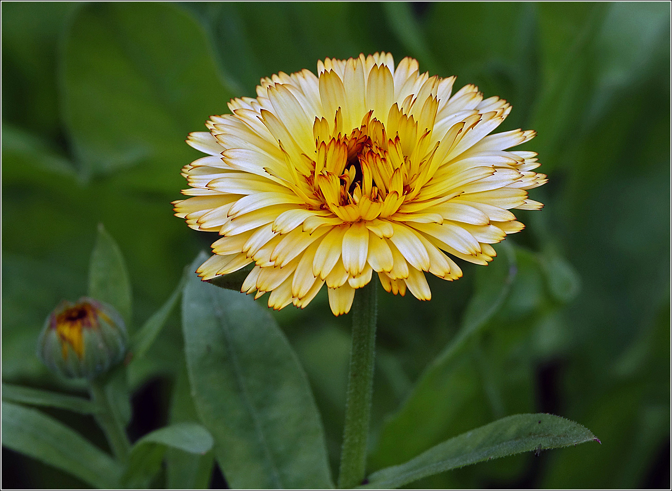 Изображение особи Calendula officinalis.