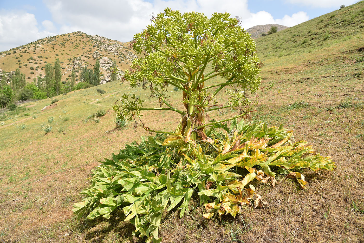 Image of Ferula kuhistanica specimen.