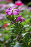 Catharanthus roseus. Верхушка побега с цветком. Израиль, г. Бат-Ям, в культуре. 04.10.2022.